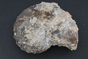 Ammoniten 3532